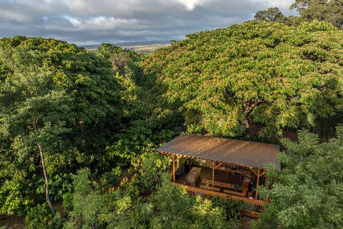 Kamananui Cacao Orchard Tour - Who This Tour Suits Best (And Who Might Skip It)