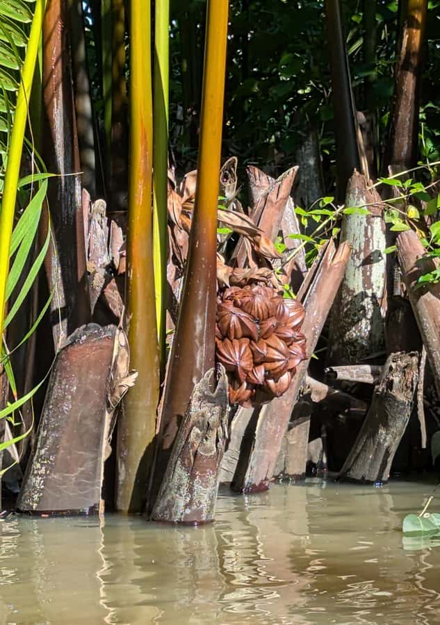 Kampot: Countryside, Pepper Farm and Kayak Tour with Lunch - Limestone Cave With Bats and a 6th-Century Hindu Temple