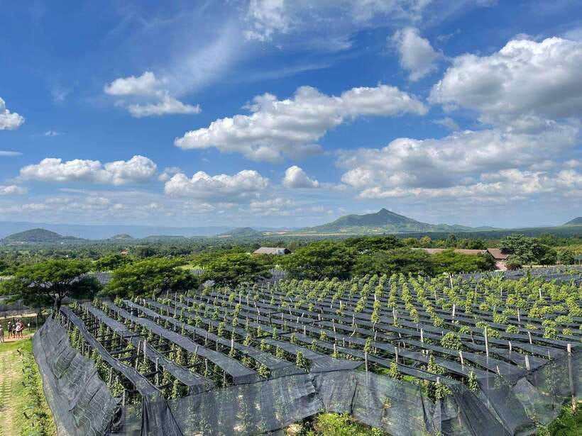 Kampot Pepper Farm, Salt Fields, Crab Market from Phnom Penh - Should you book this Kampot pepper, salt, and crab day trip?