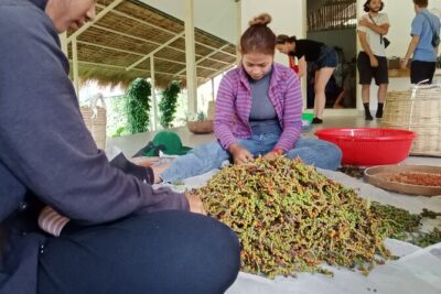 KAMPOT- Pepper farm ..salt fields.Kep/Crab market & more........ - La Plantation pepper farm: where tasting is the point