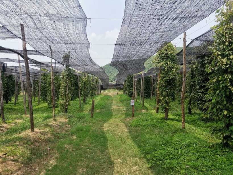 Kampot Pepper Farm Tour: Salt Fields, La Plantation & Cave - Who this tour is best for