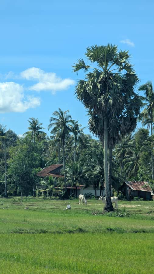 Kampot Private Tour: Pepper Farm, Salt Field & Secret Lake - Salt Fields Stop: Big Views, Plus Real Explanations