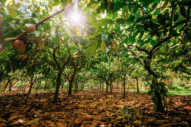 Kauai Chocolate Farm Tasting Tour - Guide style and group vibe: how the experience lands