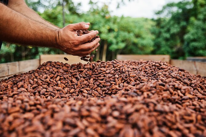 Kauai Chocolate Farm Tasting Tour - Logistics that matter: meeting point, transport, and the age rule