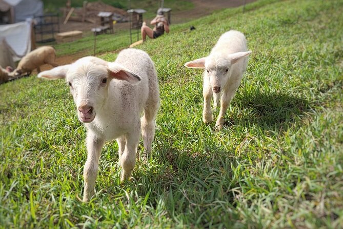 Kauai Private Baby Farm Animal Experience & Micro Dairy Immersion - The Baby Animal Time: Goats, Lambs, Mini Calves, and More
