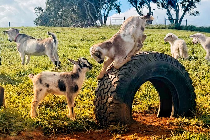 Kauai Private Baby Farm Animal Experience & Micro Dairy Immersion - Milking, Raw Milk, and the A-1 vs A-2 Moment