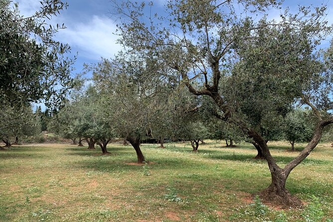Kefalonia Farm Tour on E-Bikes - Meet Alpha Cycling Holidays and Start Your Morning in Argostoli