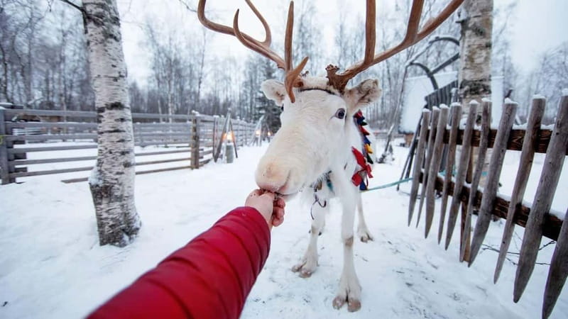 Kemi-Tornio: Reindeer farm experience - Key highlights I think are worth your attention