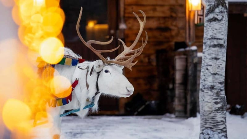 Kemi-Tornio: Reindeer farm experience - Meet the Reindeer at the Sea Lapland Safaris safari house