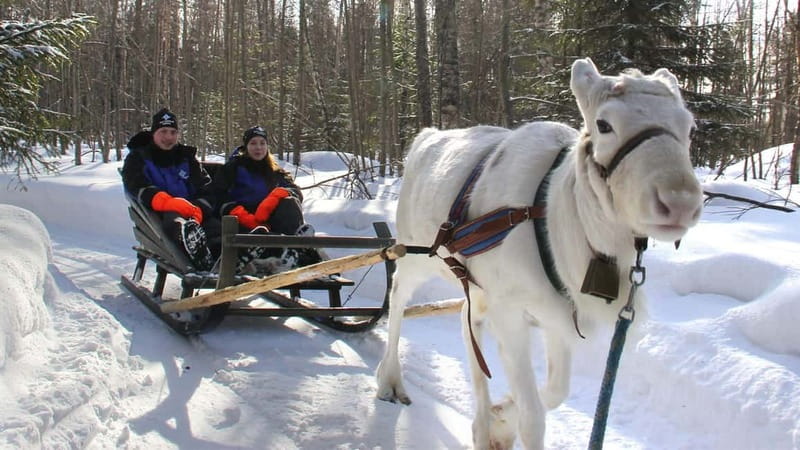 Kemi-Tornio: Reindeer farm experience - Short ride to the farm: meeting your reindeer herder