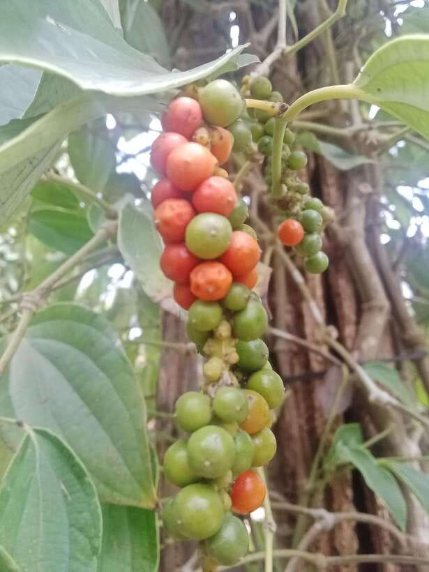 Kep town: Local tuk tuk to Countryside & Pepper farm - La Plantation pepper farm: tasting Kampot pepper the practical way