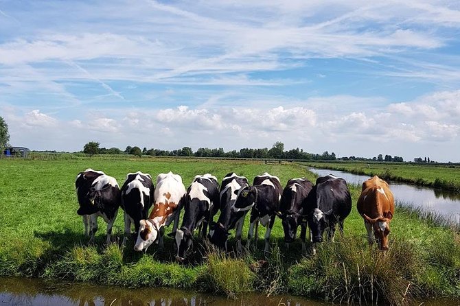 Keukenhof Skip-the-line Tickets: Countryside & Farm Private Tour - Stop 4 at Jacobs Hoeve Cheese Farm by Henri Willig