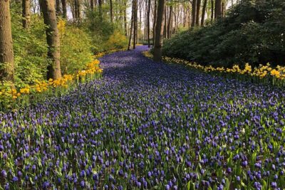 Keukenhof, Tulip Farm, Flower Fields & Zaanse Schans Windmills - Keukenhof gardens and tulip field photo stops
