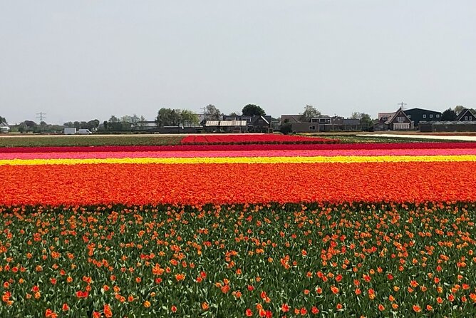 Keukenhof, Tulip Farm, Flower Fields & Zaanse Schans Windmills - Should you book this Keukenhof and Zaanse Schans private tour?