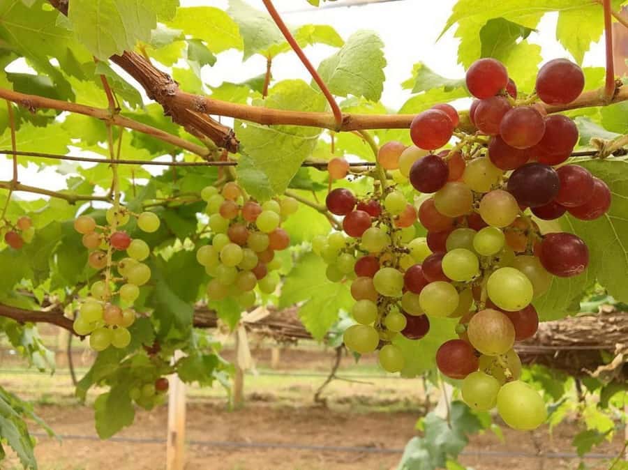 Khao Yai Vineyard Tasting Tour & Horse Farm Visit - Should you book the Khao Yai Vineyard Tasting Tour & Horse Farm visit?