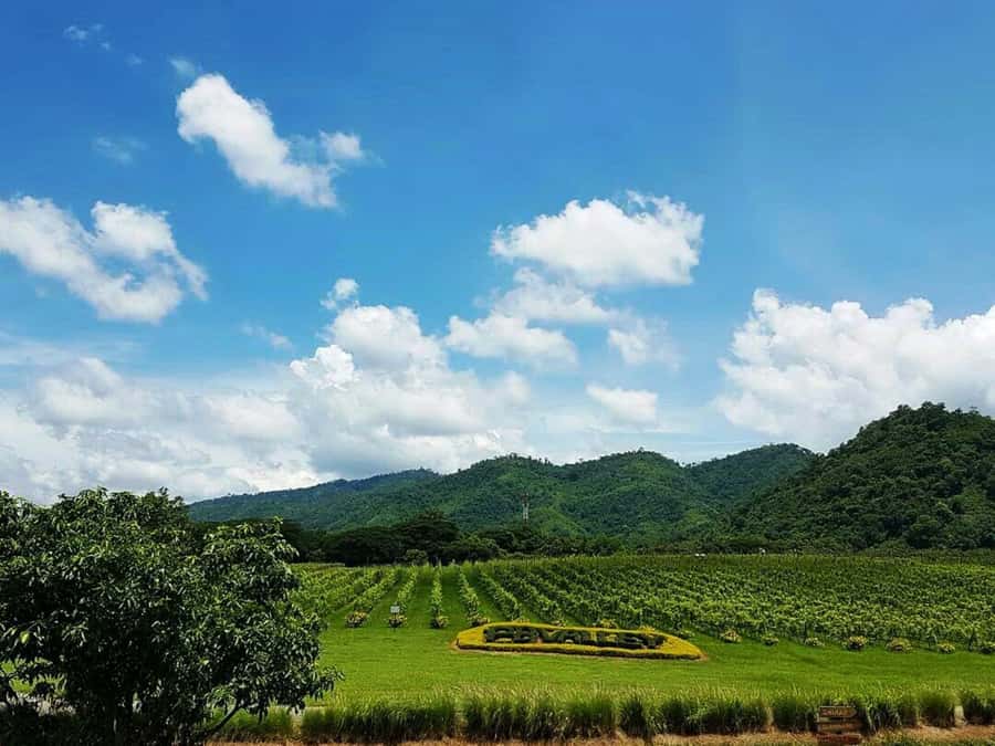 Khao Yai Vineyard Tasting Tour & Horse Farm Visit - The early 6:30 AM Bangkok pickup that keeps the day on track