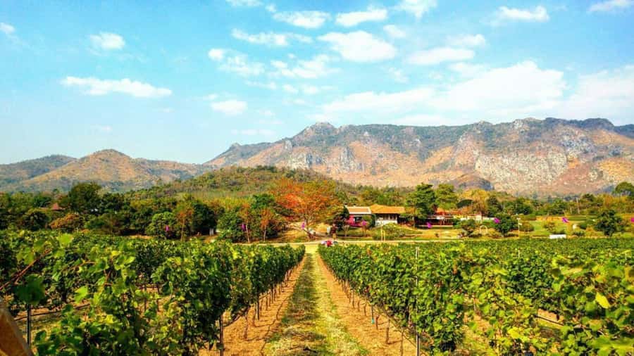 Khao Yai Vineyard Tasting Tour & Horse Farm Visit - Vineyard views plus orchard and flower gardens time