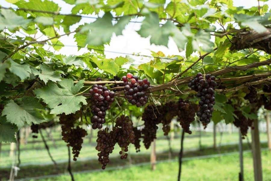 Khao Yai Vineyard Tasting Tour & Horse Farm Visit - Lunch at The Great Hornbill Restaurant: Thai comfort food with a dessert add-on