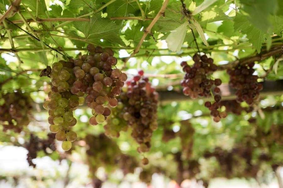 Khao Yai Vineyard Tasting Tour & Horse Farm Visit - Horse farm afternoon: petting, feeding, egg collecting, and beginner riding