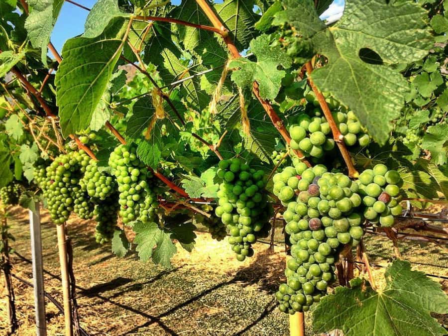 Khao Yai Vineyard Tasting Tour & Horse Farm Visit - How long is too long? Who this tour fits best
