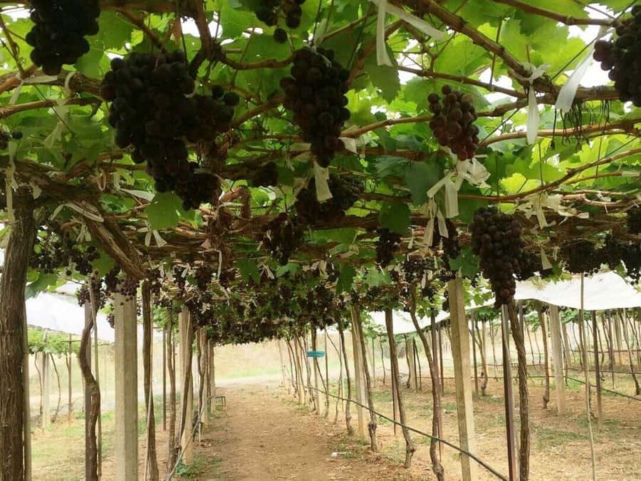Khao Yai Vineyard Tasting Tour & Horse Farm Visit - Small practical tips so your day feels easy