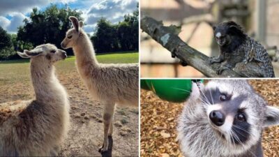 Kildare: Clonfert Farm General Admission Ticket - The farmyard and mini zoo: where the time disappears