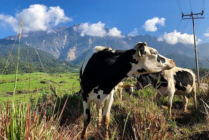 Kinabalu Park With Rumah Terbalik & Desa Cow Farm - Desa Dairy Farm: Fresh Dairy Tastes and Bottle-Feeding Calves