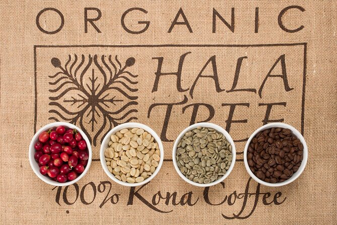 Kona Coffee Tasting: A Farm to Cup Experience - Ocean-View Feel and the Practical Pace of the Session