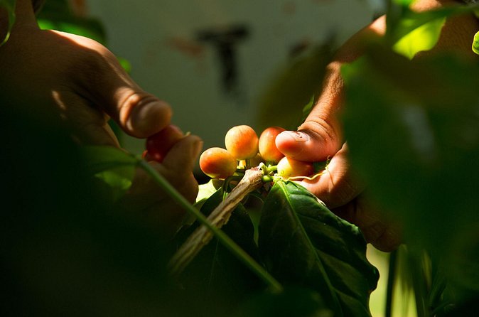 Kona Coffee Tasting: A Farm to Cup Experience - Price and Value: Is $10 Worth It for Kona?