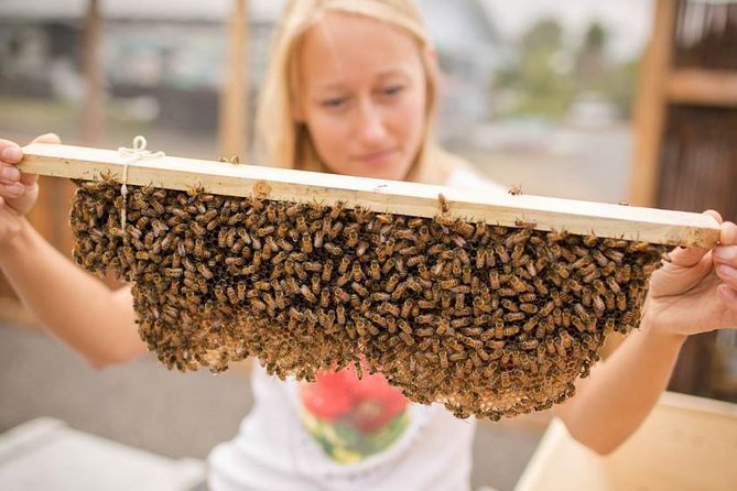 Kona Tour: Bee Farm, Kona Coffee, and National Historical Parks - Kaloko-Honokohau National Historical Park: Petroglyphs, Fishponds, and Sea Life on Black Rocks