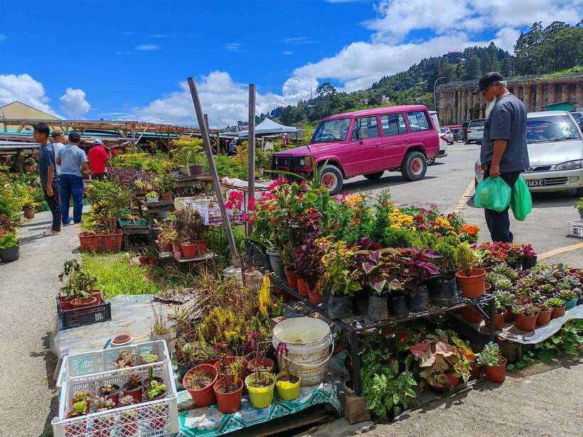Kundasang : ATV Ride, Dairy Farm Visit & Meal Shared Tour - Desa Dairy Farm (Ladang Tenusu Desa Cattle): cows, goats, and farm-life vibes