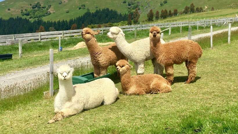 Kundasang: Day Tour with Desa Dairy Farm and Alpaca Club - Rumah Terbalik in Kundasang: the upside-down part is only half the fun