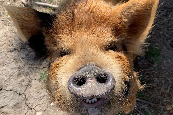 KuneKune Pig Farm Tour - Key Highlights You’ll Actually Use