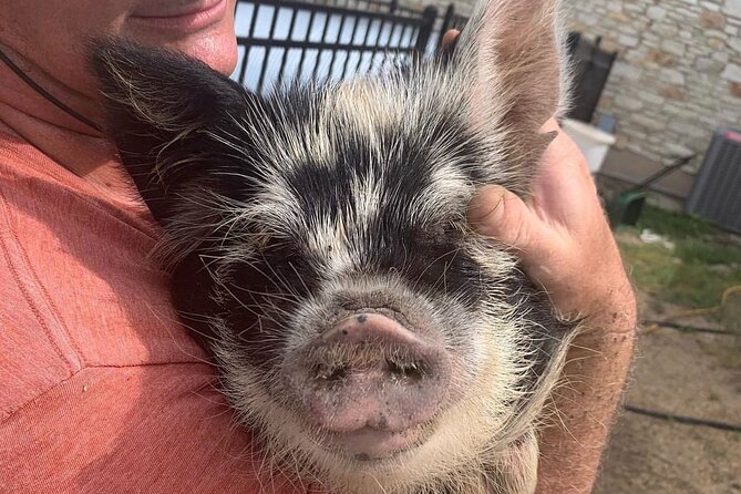 KuneKune Pig Farm Tour - A 45-Minute KuneKune Pig Visit in Hutto (Near Austin)