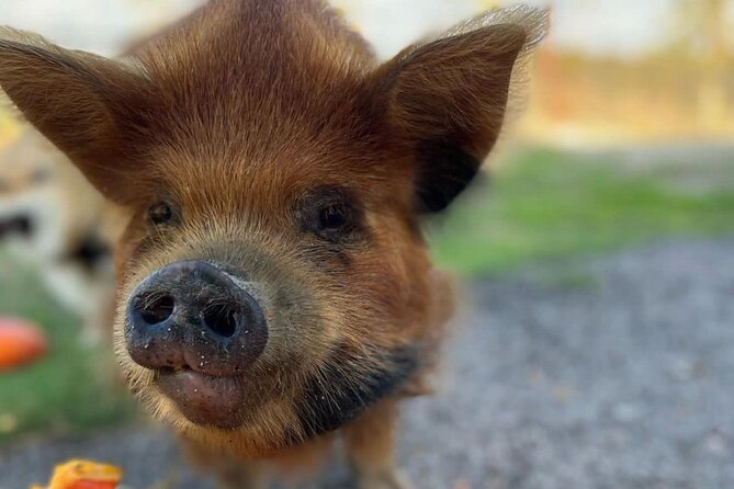 KuneKune Pig Farm Tour - Guides Like Jayden, Grayson, and Michelle Make It Feel Personal