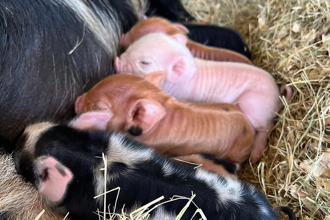 KuneKune Pig Farm Tour - Price and Value: Is $25 Worth 45 Minutes?
