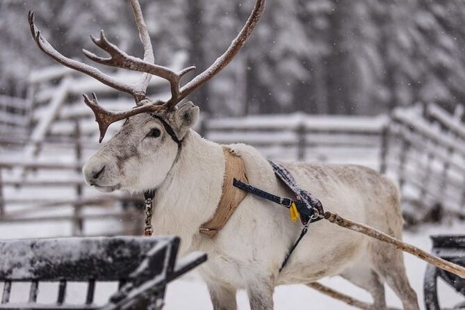 Kuoksa Reindeer Farm Visit with a Short Sleigh Ride - Kuoksa Reindeer Farm: A Lapland Day Built for Families