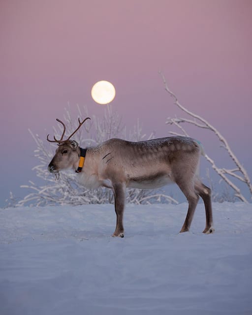 Kuusamo: Reindeer Farm Visit - Key highlights worth your time