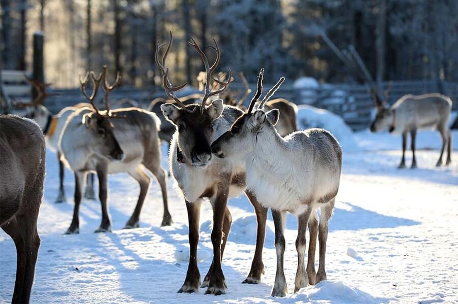 Kuusamo: Reindeer Farm Visit - Entering the Kujala corral: where the experience really starts