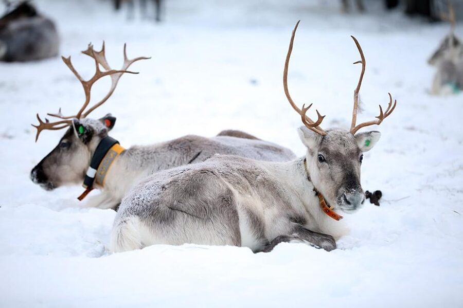 Kuusamo: Reindeer Farm Visit - Walking the farm tour with hundreds of reindeer in Kuusamo