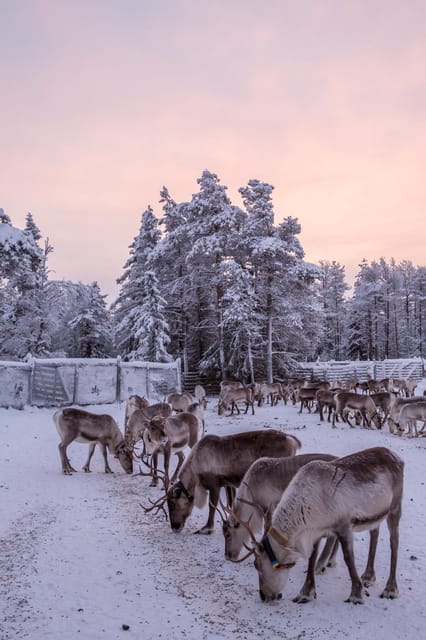 Kuusamo: Reindeer Farm Visit - Who should book this reindeer farm visit?
