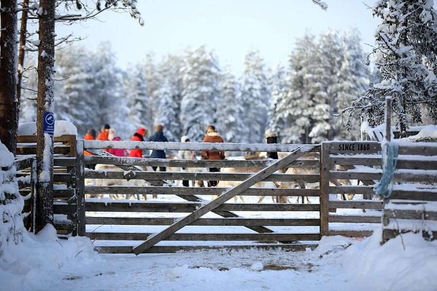 Kuusamo: Reindeer Farm Visit - Should you book Kujala Reindeer Farm with the lichen-feeding?