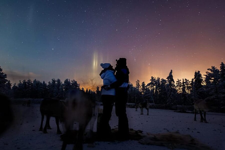 Kuusamo: Reindeer Farm Visit - Feeding the reindeer with lichen: the most memorable up-close moment
