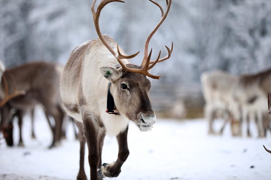Kuusamo: Reindeer Sleigh Ride and Farm Visit - Farm Stories and Working Life: More Than a Photo Stop