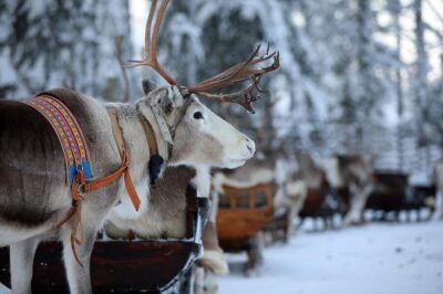 Kuusamo: Reindeer Sleigh Ride and Farm Visit - The Ancient Corral: Feeding Hundreds of Reindeer Up Close