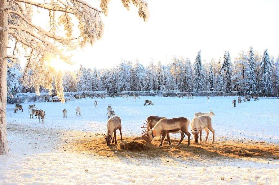 Kuusamo: Reindeer Sleigh Ride and Farm Visit - Warmth, Timing, and What You’ll Actually Do