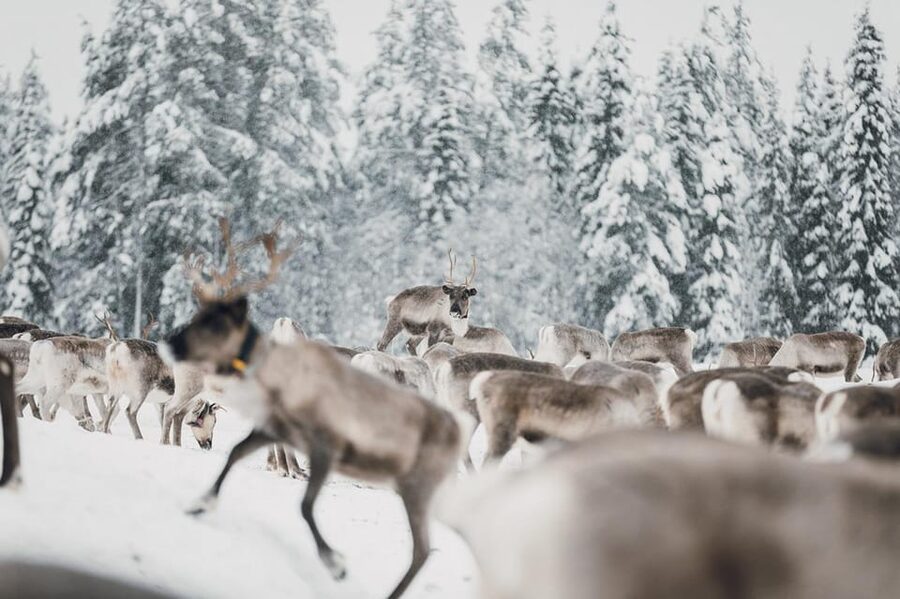 Kuusamo: Reindeer Sleigh Ride and Farm Visit - Who This Fits Best in Kuusamo
