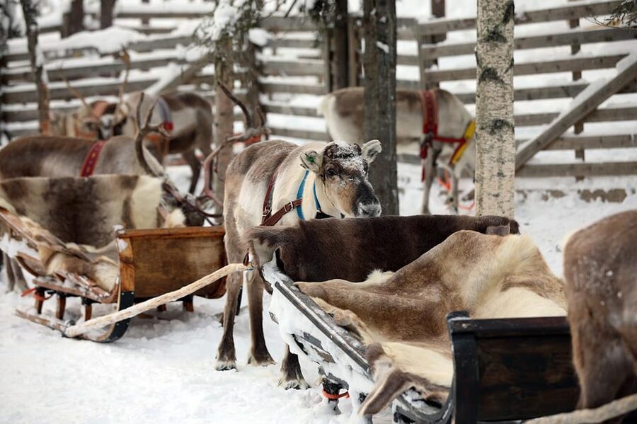 Kuusamo: Reindeer Sleigh Ride and Farm Visit - Farm Shop and Souvenirs: Practical Buying Tips