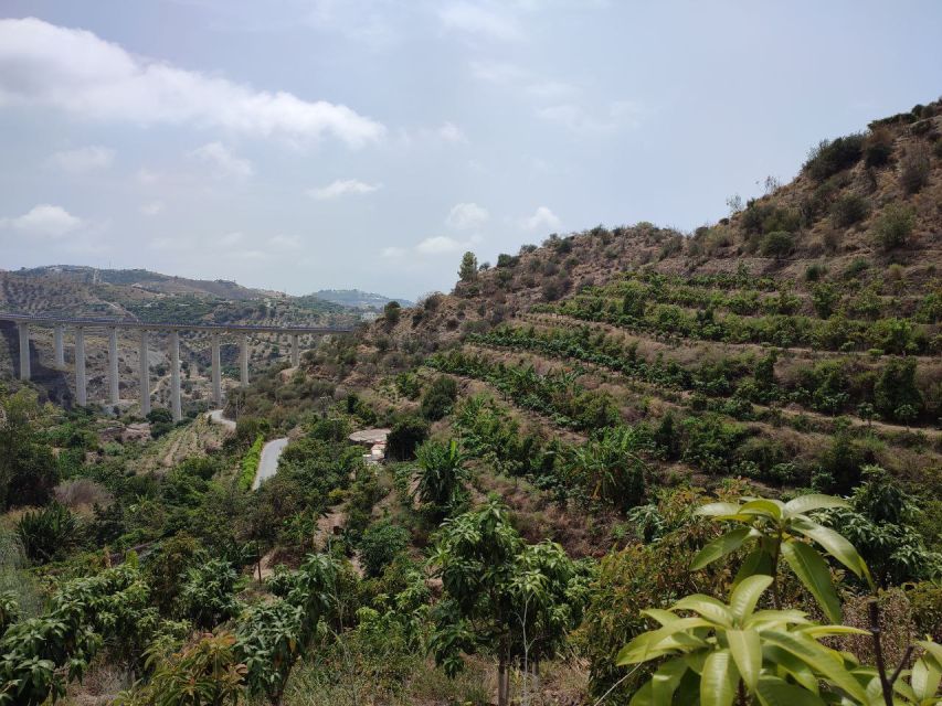 La Herradura Coffee Farm: tour in Europe's only plantation - The 70-Minute Walking Tour: Coffee Plants Plus Up to 30 Tropical Fruits