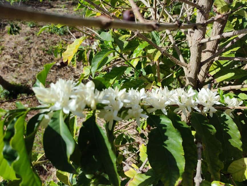 La Herradura Coffee Farm: tour in Europe's only plantation - What “Organic” Means Here: Permaculture, Water Optimization, and Soil Regeneration